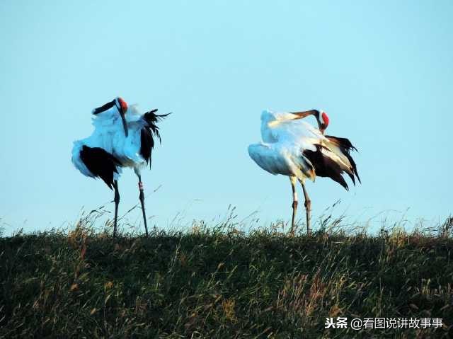 生肖马出生时辰如何看运势,生肖马出生在哪个时辰比较好