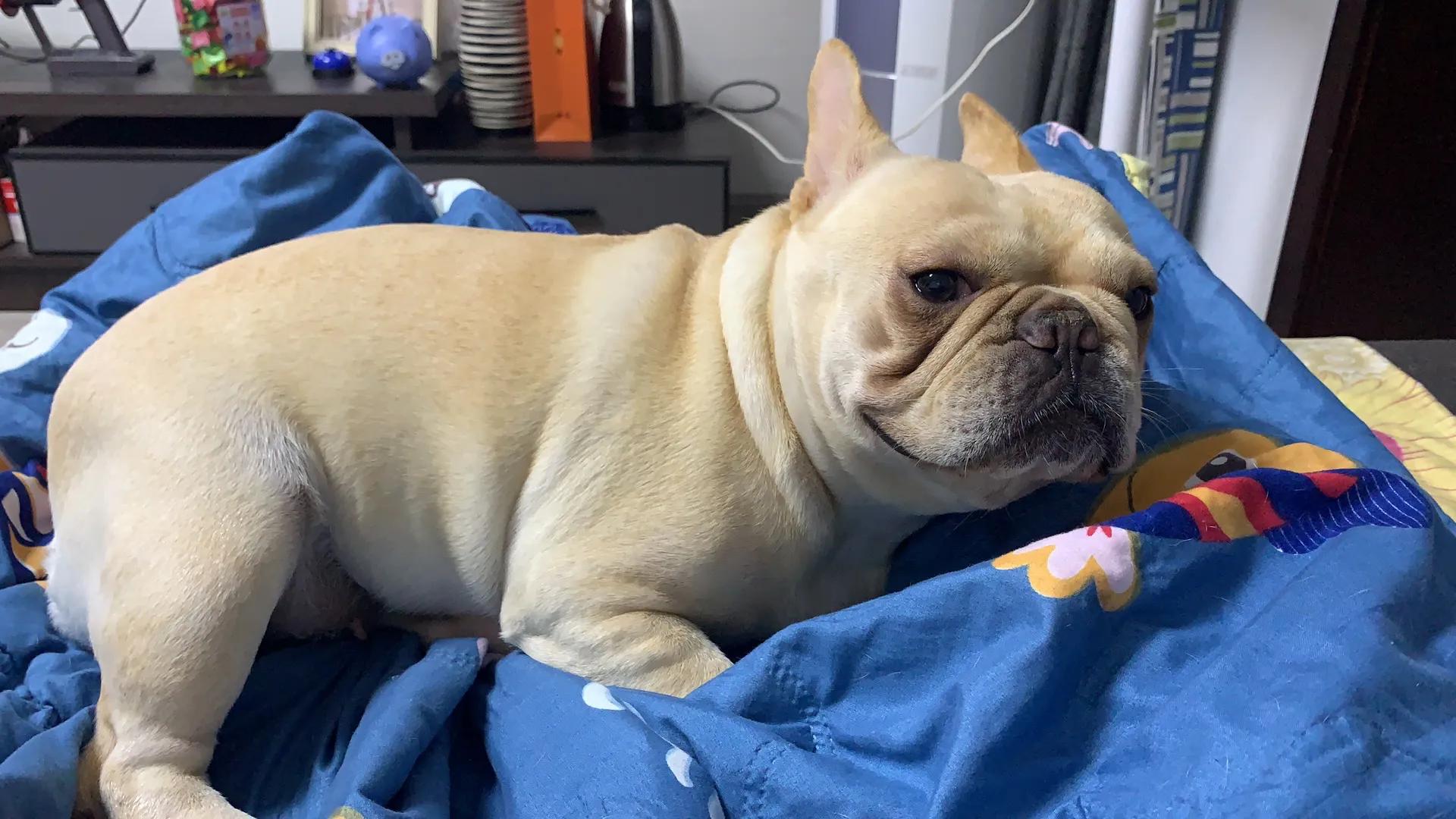 法斗公犬发情的症状,法斗雄性犬发情了怎么办