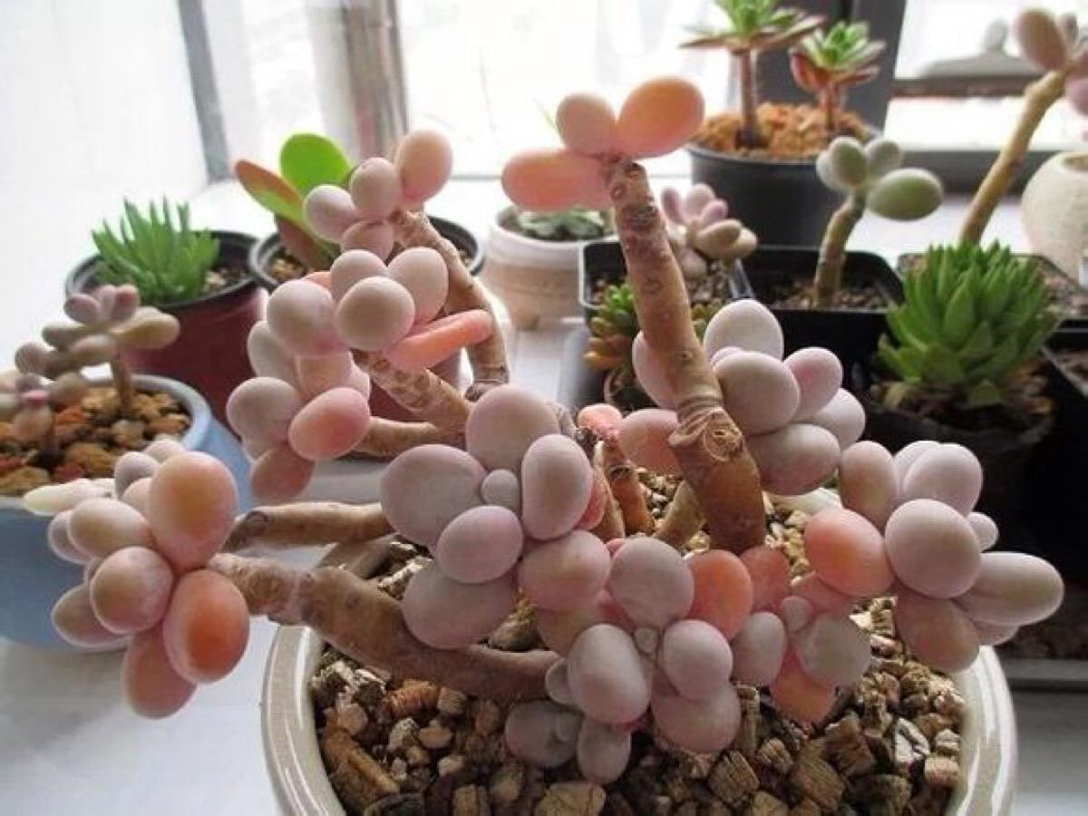 怎样让多肉火焰蒂亚叶片肥厚,多肉怎样让叶子肥厚有层次感