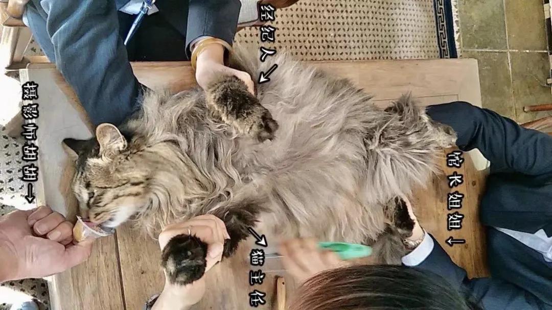 马霸霸|风度翩翩花荣荣