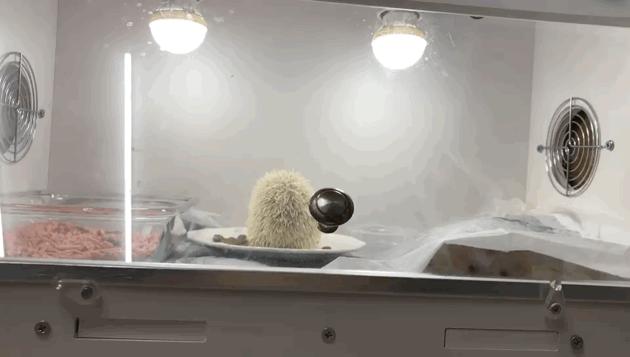 西安撸兔店,西安撸兔体验馆团购