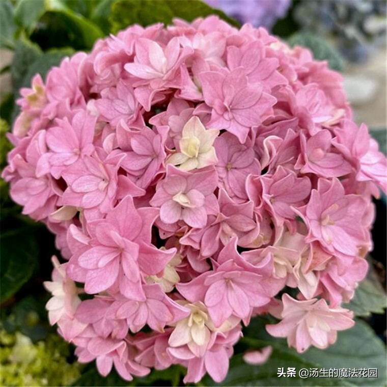 养绣球应该用什么花盆,养绣球花用什么土好