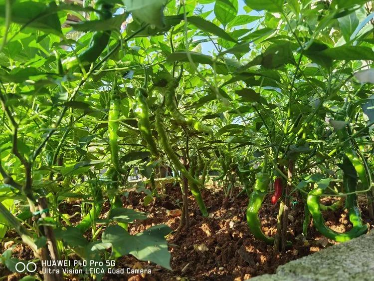 第七届园丁奖,第六届园丁奖奖励