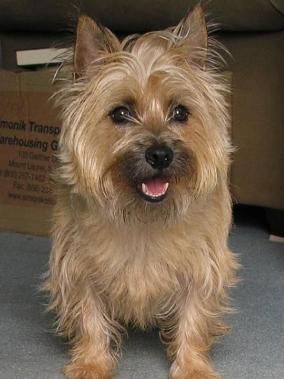 世上最罕见的狗品种图片,全世界狗品种视频