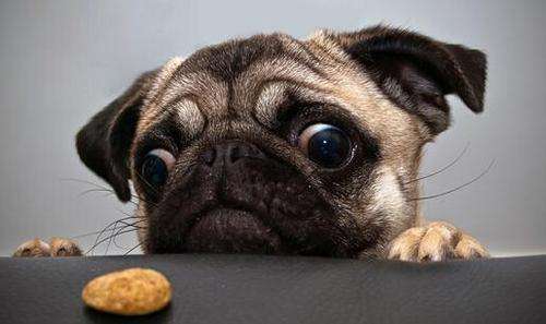 狗狗为什么不吃主人给的食物,狗狗为什么不吃热的