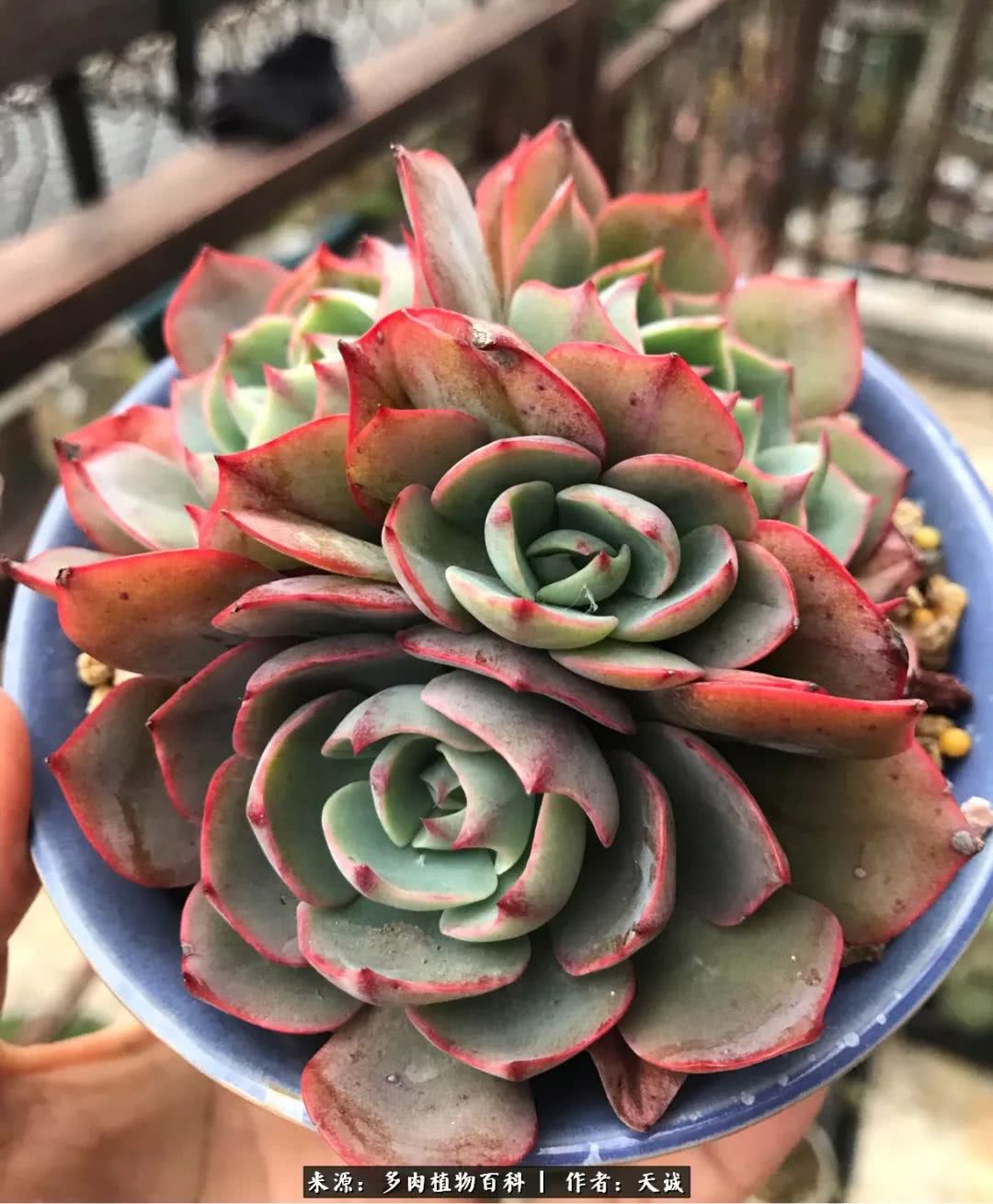 多肉从小养到大的过程,真爱的力量教程