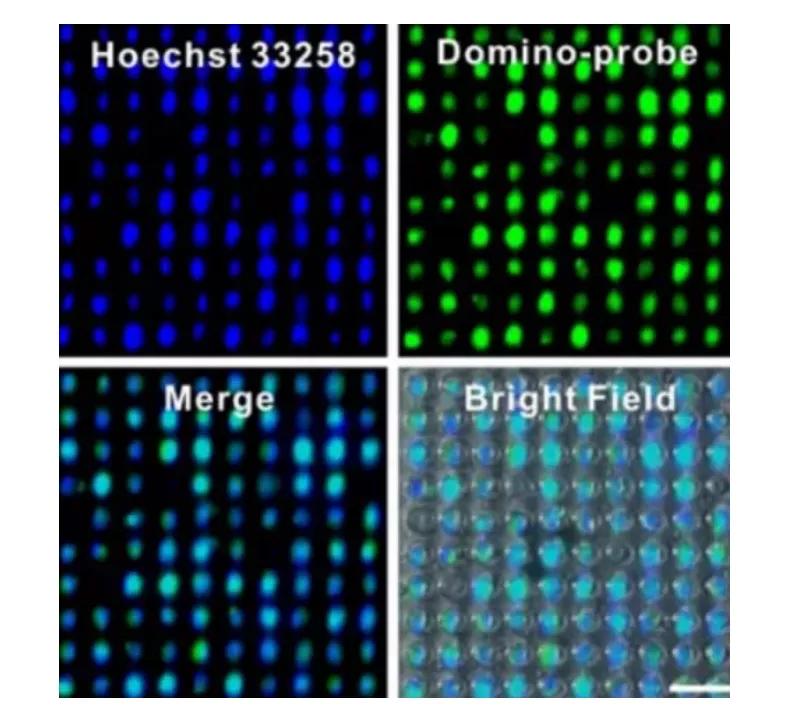 北航教授研发纳米芯片，30分钟即可解析肺癌细胞基因突变|专访
