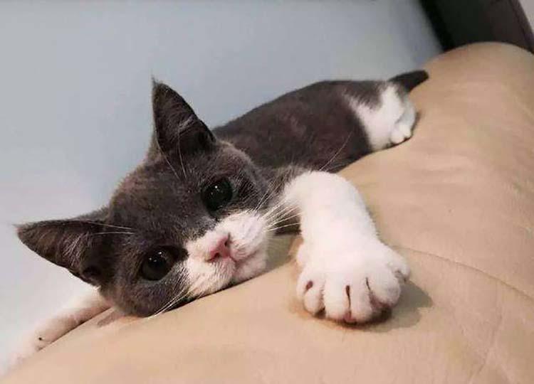 猫咪圈地行为,怎么整治猫咪往外跑的坏习惯