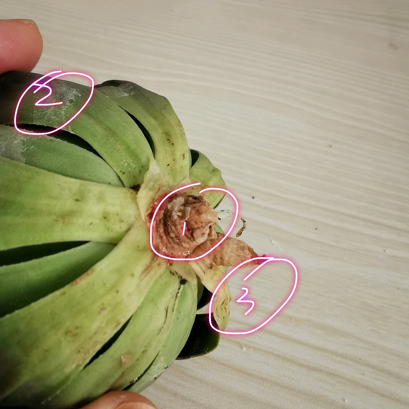 玉露出现黄叶用什么喷,冰晶玉露黄叶怎么回事