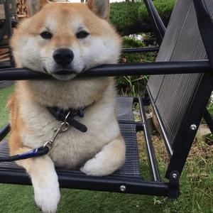 狗狗打了狂犬疫苗被咬伤了怎么办,被狗狗咬了如何打狂犬疫苗