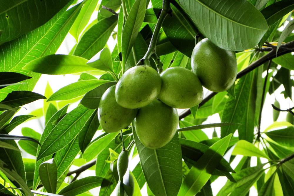 6个可能会夺走你性命的“可怕树木”,看到需要立即逃命