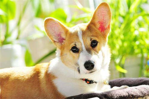 巨贵狗耳螨如何彻底治疗,福来恩治疗狗耳螨怎么样