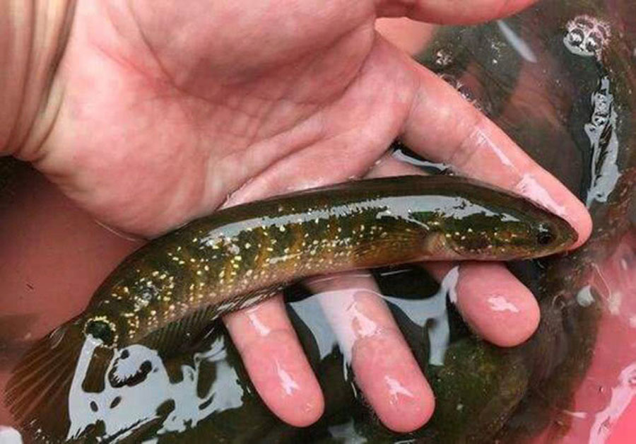 夜钓小河七星漂,夜钓小河沟用路亚