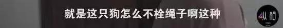 养狗条例晚上能小区遛狗吗,最严养狗令最新消息
