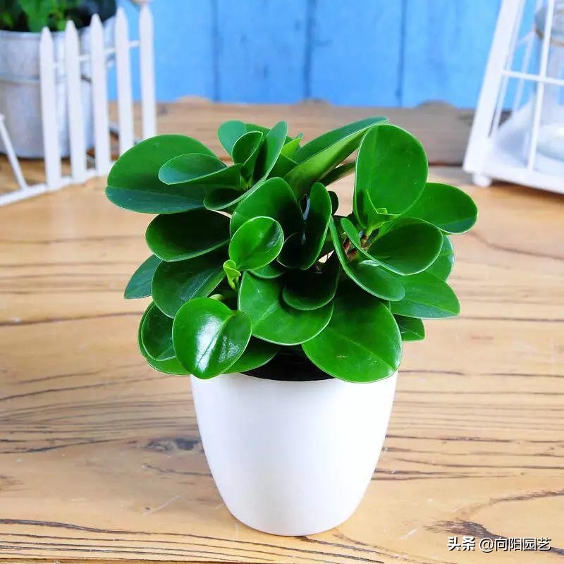 养花旺宅四种植物,十大最适合浇土的绿植