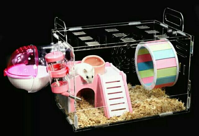 仓鼠的饲养方法及生活习性,仓鼠如何养得又大又肥