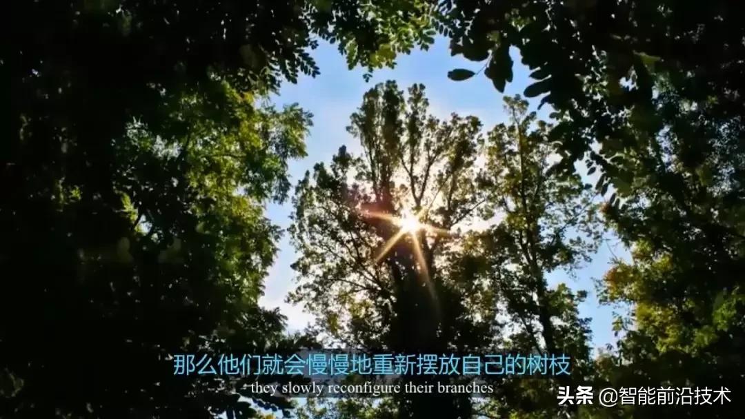 神奇“树联网”，地球本身是一个巨大的超生物体