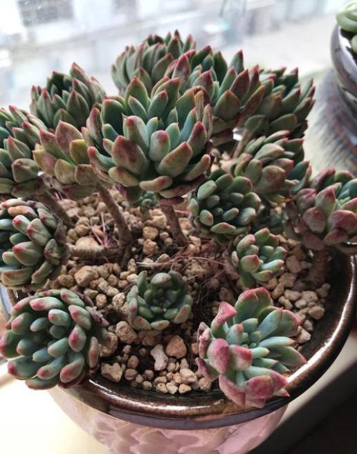 多肉叶子皱巴巴的怎么回事,三色堇多肉叶片皱巴巴了怎么办