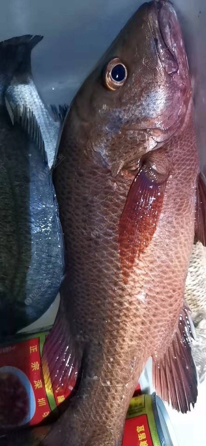 矶钓一竿远,精彩矶钓