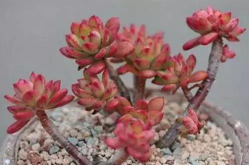 推荐轻松玩转100种常见多肉植物,700种多肉植物图鉴pdf百度云