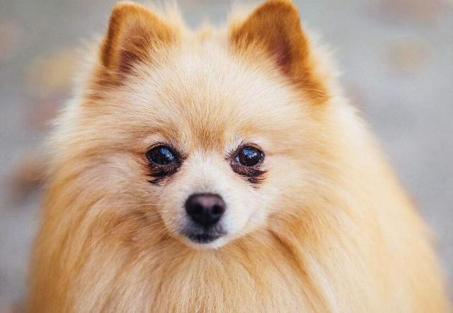 狗狗眼睛流泪发红是什么原因,狗狗流泪是怎么回事怎样解决