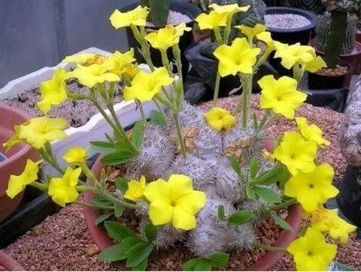 世界十大花卉排行榜名单,世界十大名贵花草