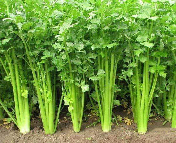 失眠有四种情况,急慢性失眠时间区别