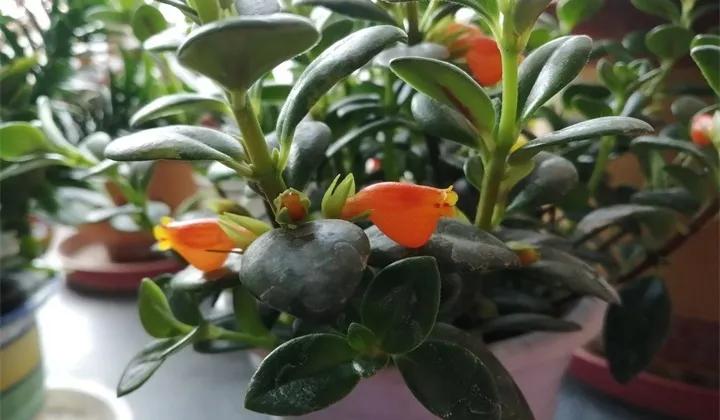 刚买的花，发蔫落苞加黄叶！为什么呢？多半是放错了位置