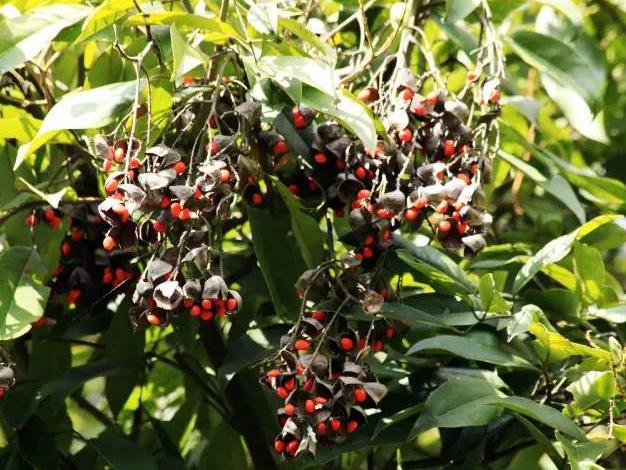 游四方全部视频,游四方四川