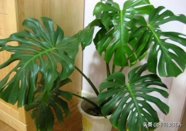 龟背竹叶片发黑是什么原因,龟背竹叶片发黄解决方法