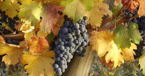 智利名庄酿乐 (智利名庄有哪些)