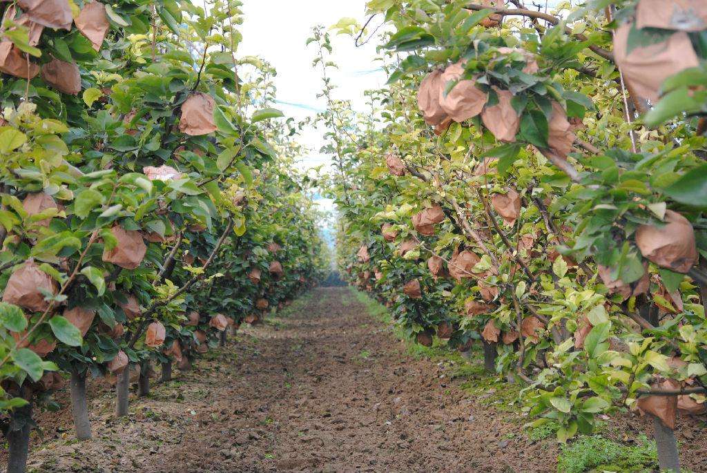 晚秋黄梨栽培技术与管理方法,晚秋黄梨什么时候授粉