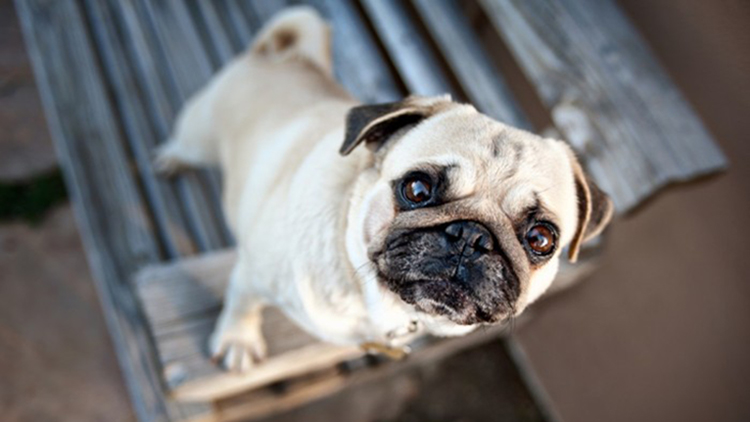巴哥犬怎么去体味,巴哥犬体味为什么那么大