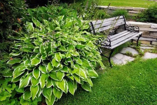 好看又好打理的庭院植物,适合小花园的景观植物