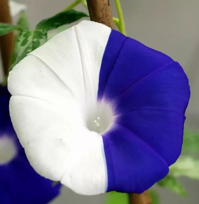 牵牛花到处游,牵牛花随便种