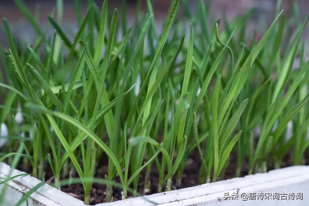 腊醅半瓮邀人酌,春韭满园随意剪腊醅半瓮邀人酌