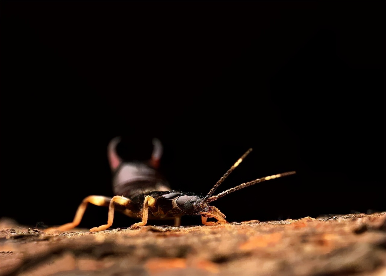 床上有小白虫怎么消灭最彻底,卫生间小黑虫怎么消灭最彻底