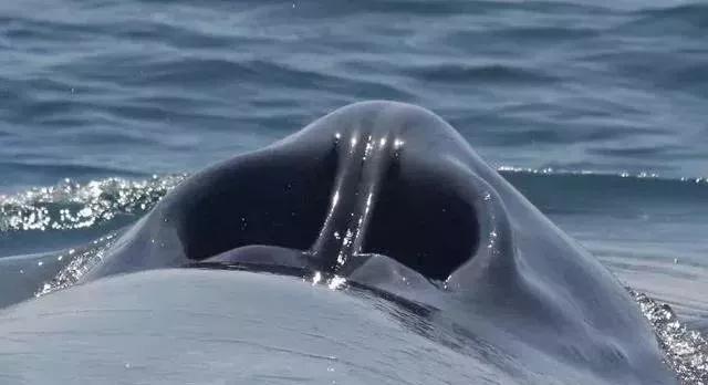 珠峰顶部岩石,珠峰顶部什么样子