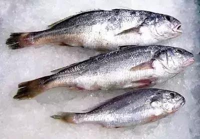 宁波一渔民整理海鲜大全,宁波最全的海鲜