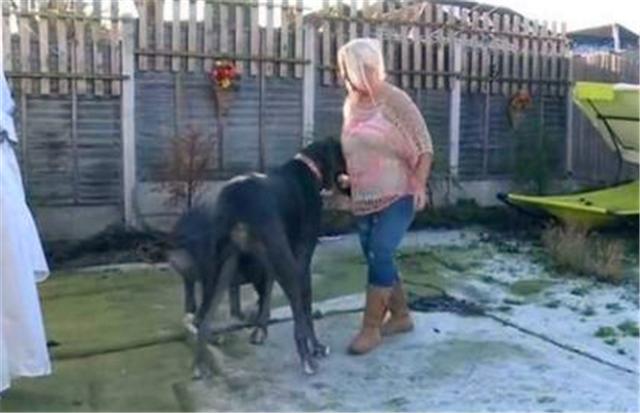 世界上最大的狗身高排名,世界上最大的狗但是一点也不凶猛