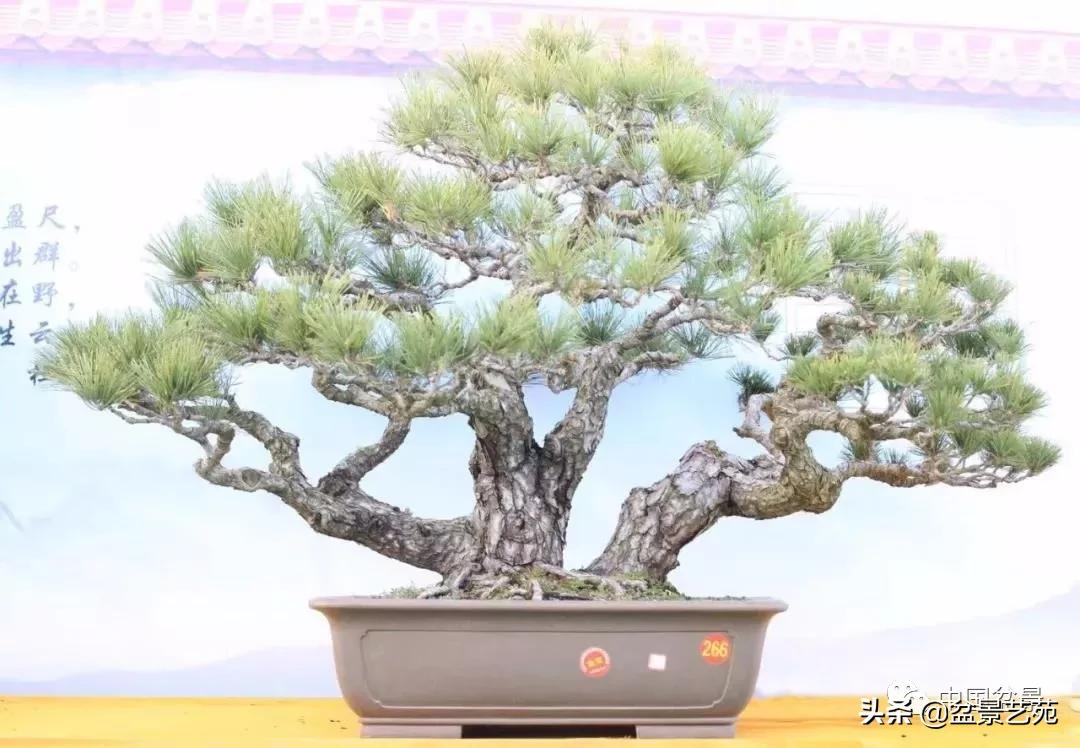 玩盆景必备栽种知识,观赏盆景的意境