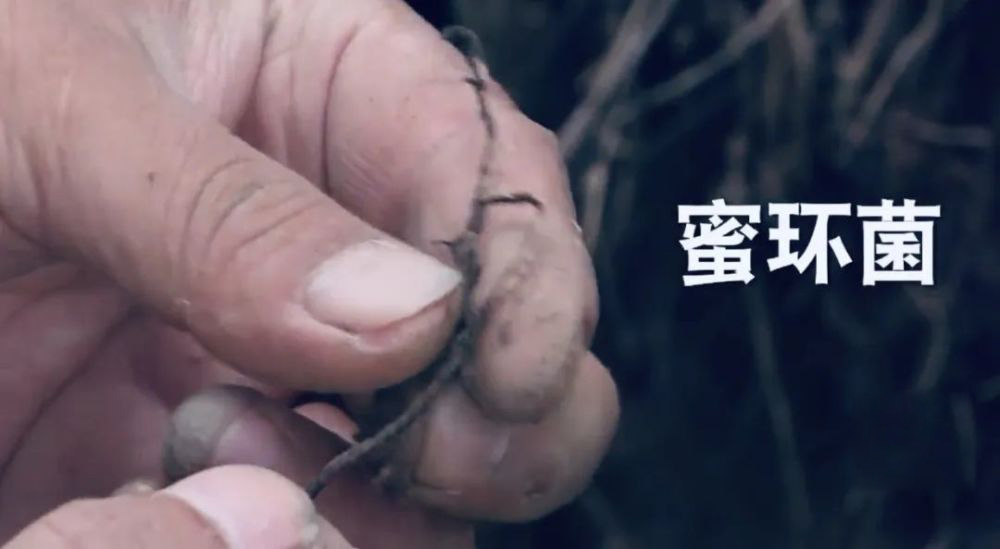 农村小伙白手起家挣千万,返乡种药材致富故事