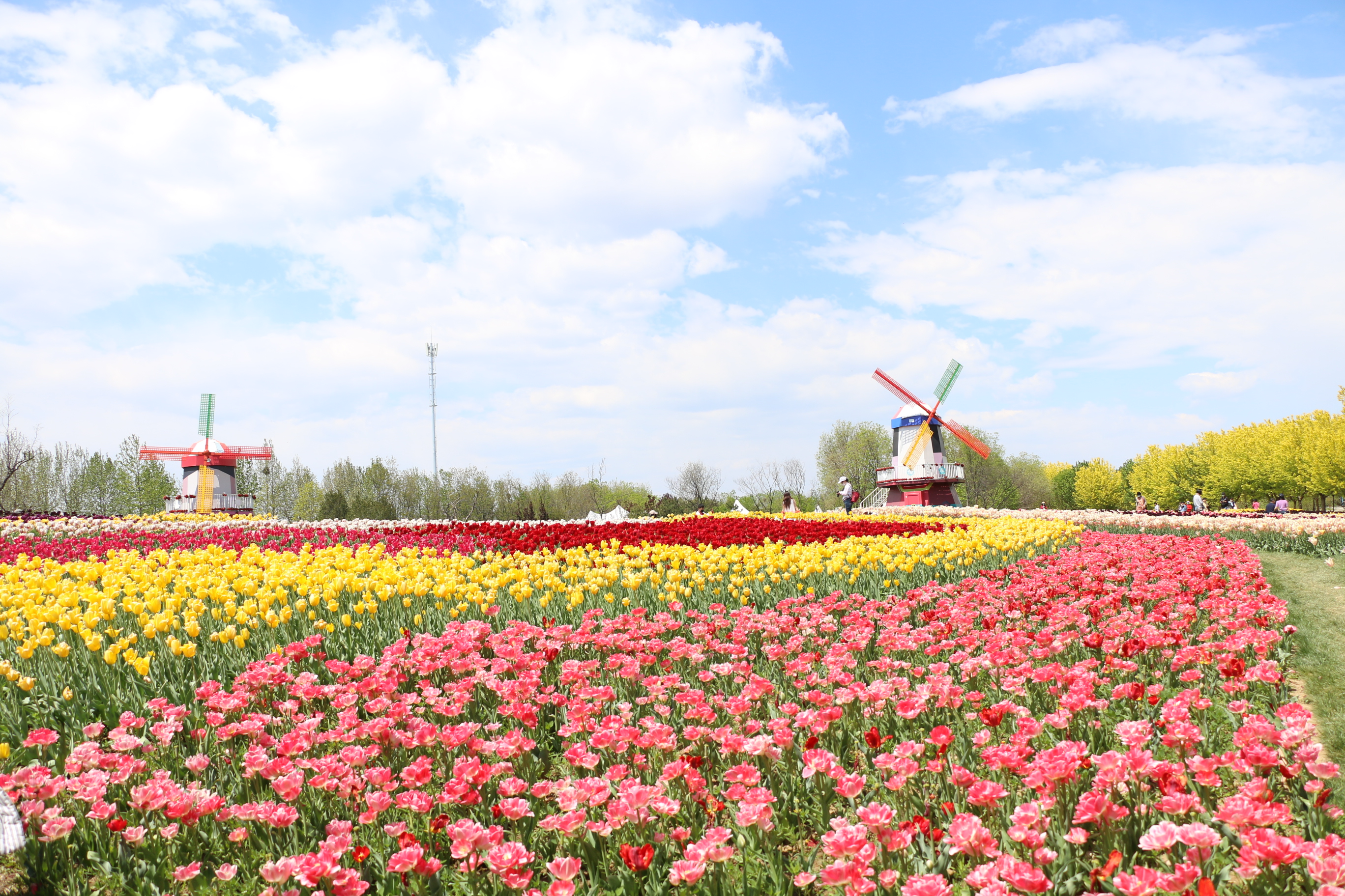 游北京国际鲜花港体会,游北京国际鲜花港需要多长时间