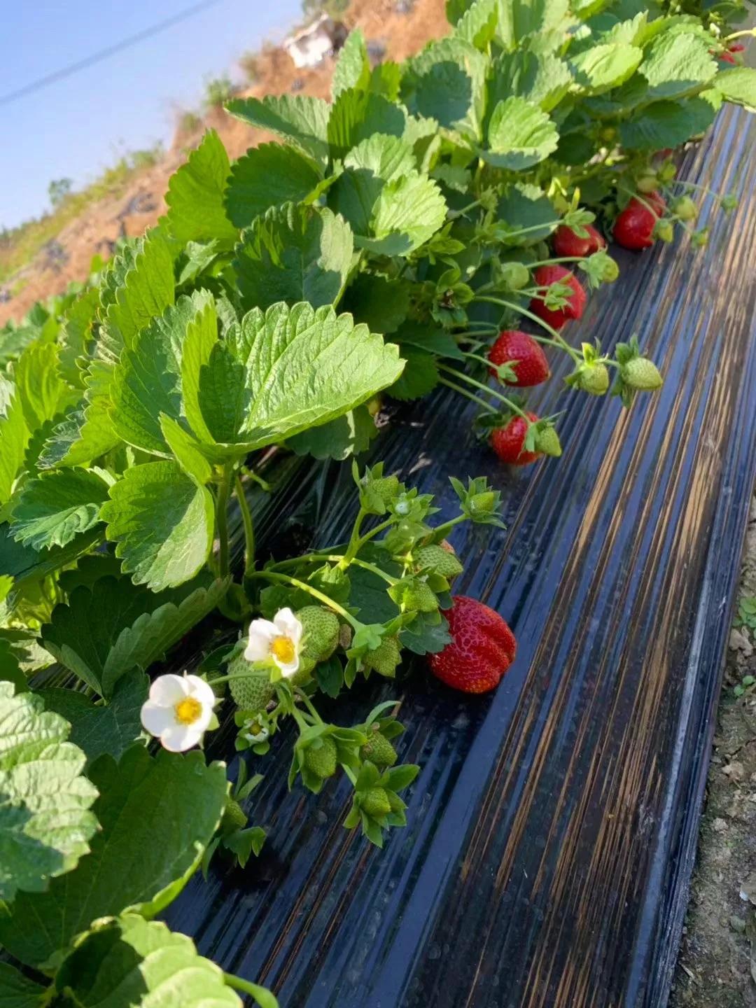 实现草莓自由去草莓园,西樵太平草莓采摘园