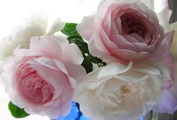 玫瑰花有哪些品种,玫瑰花有哪些品种大全