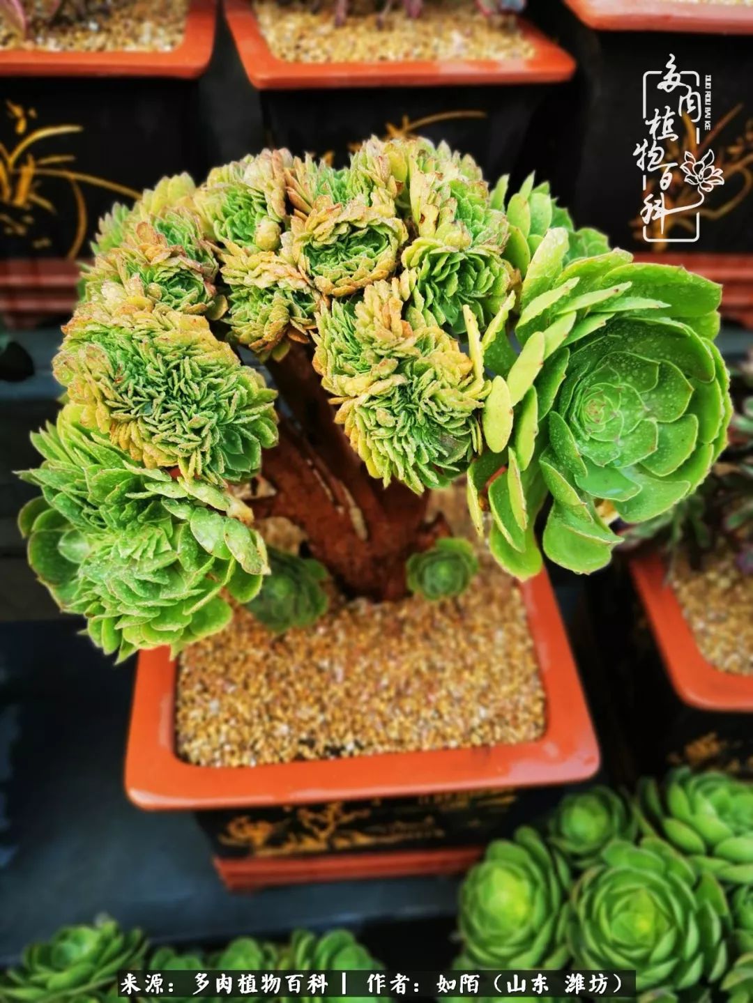 凤凰涅槃，浴火重生！多肉法师圣斗士们的秋天！（附养护经验）