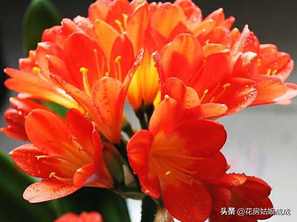 君子兰开花后怎么养才能再次开花,君子兰开花过后怎样才能继续开花