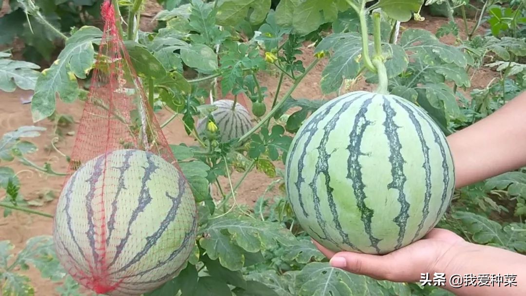 地里栽西瓜,露天西瓜种植一步一步教你