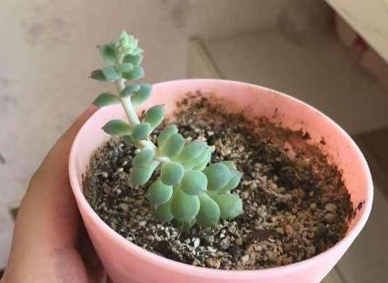 多肉根部化水怎么办,多肉杆子化水怎么回事