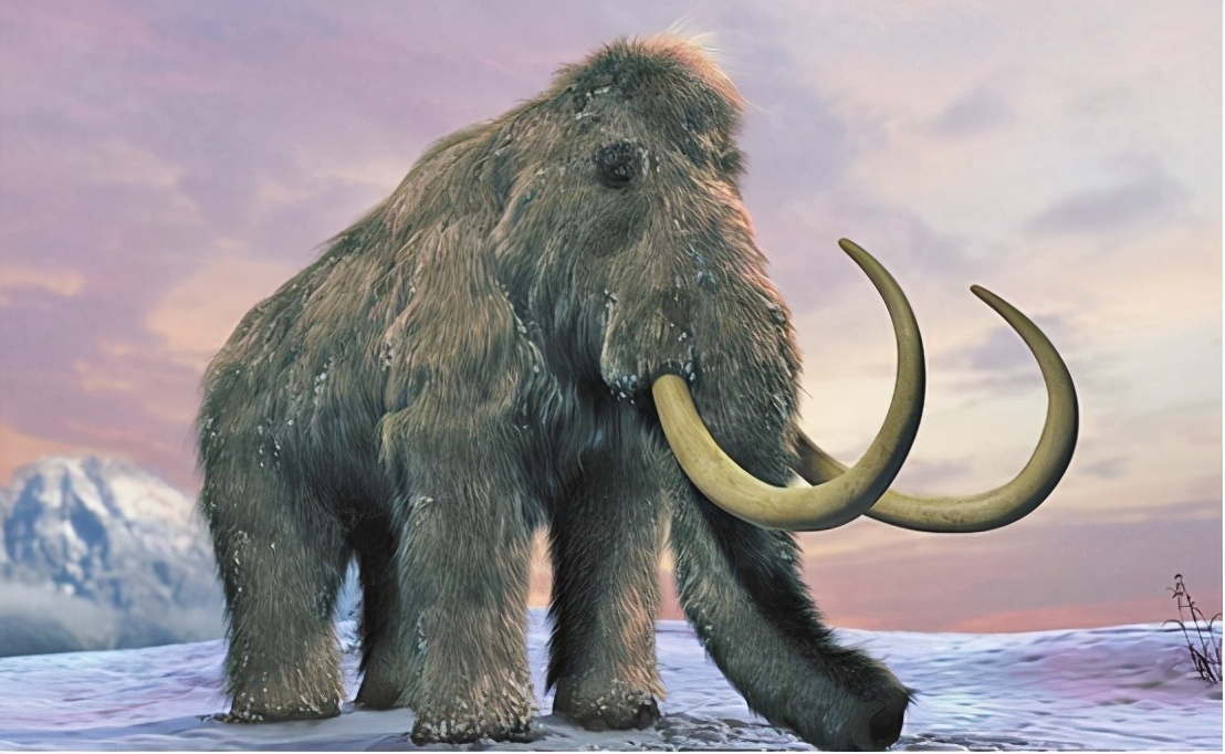 史前猛犸象灭绝真正原因,最可能复活的为什么是猛犸象